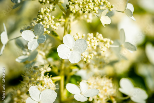 Shrubs with white flowers, bees  © PitoFotos