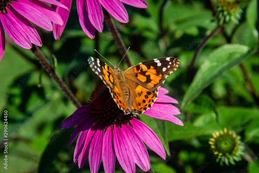 Echinacea flower, Cone-flowers with butterfly on Echinacea flower, Cone-flowers with butterfly on