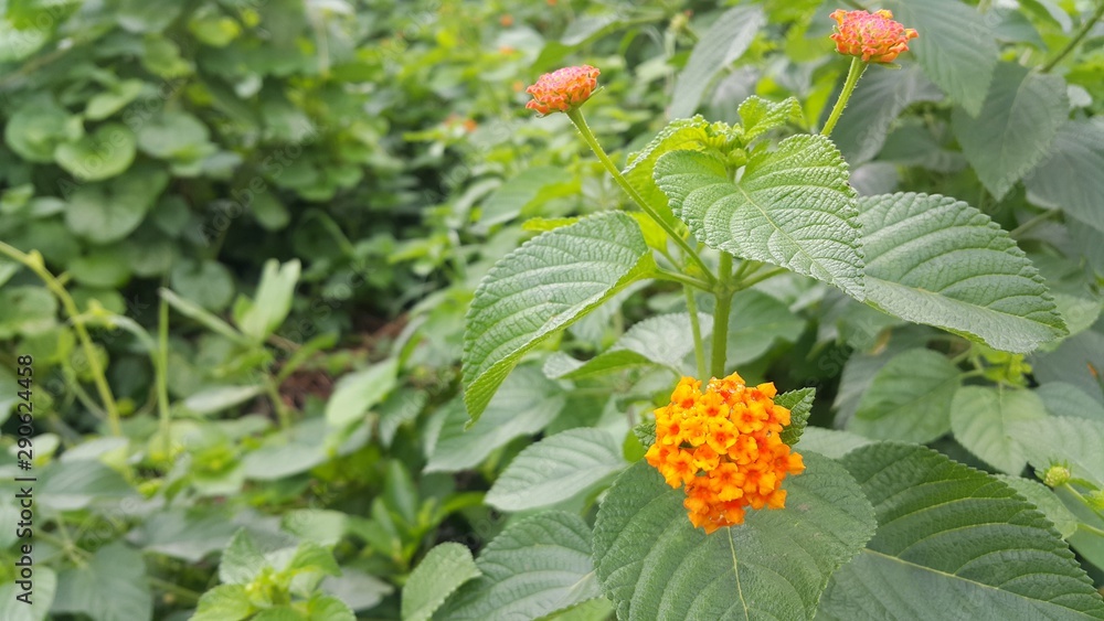 Bright green leaf and yellow flowers a rainy day Bright green leaf and yellow flowers a rainy day