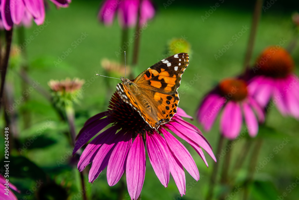 Echinacea flower, Cone-flowers with butterfly on Echinacea flower, Cone-flowers with butterfly on