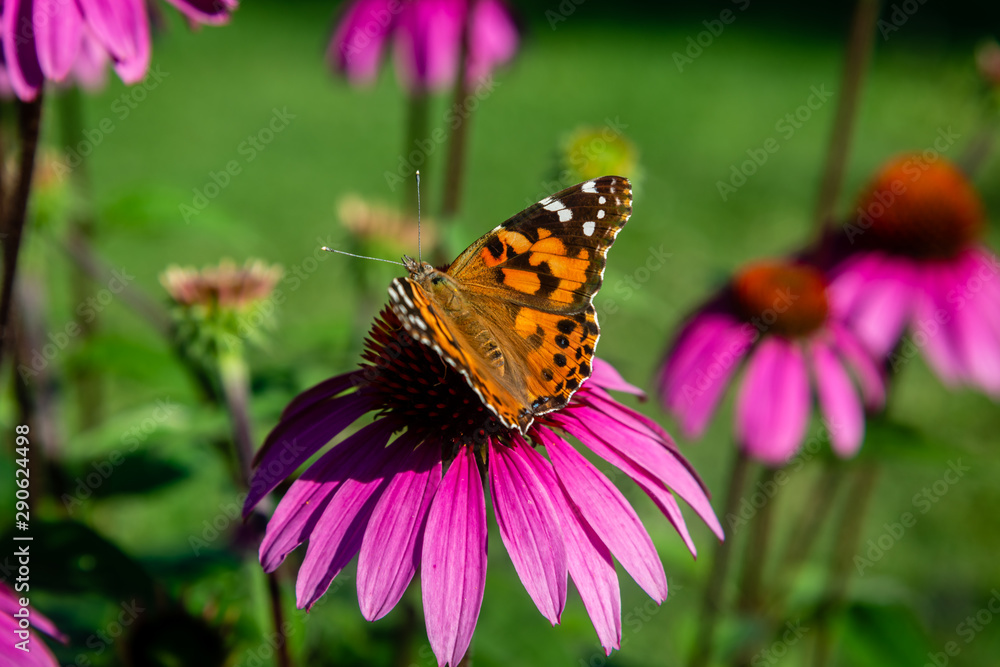 Echinacea flower, Cone-flowers with butterfly  on 