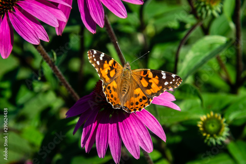 Echinacea flower, Cone-flowers with butterfly  on  © PitoFotos