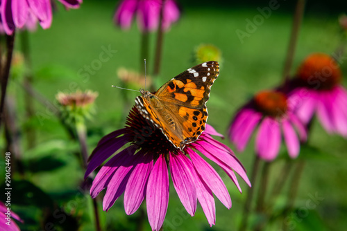 Echinacea flower, Cone-flowers with butterfly  on 