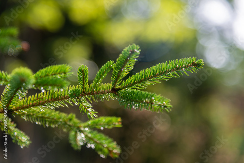 Young spruce tree after the rain