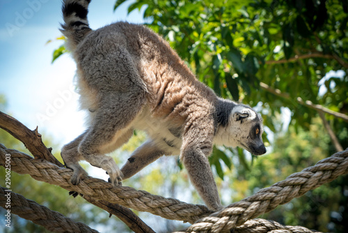Fototapeta Naklejka Na Ścianę i Meble -  Lemurs In Sydney Zoo, Australia