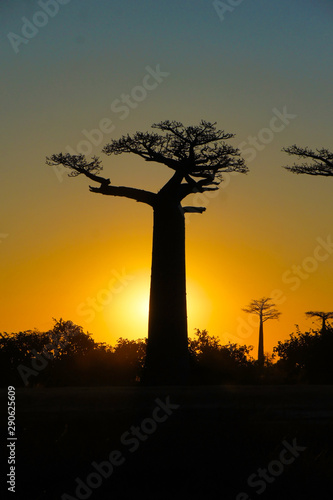 Wallpaper Mural Crown of Roots Boab Torontodigital.ca