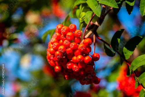 фотографія Rowan tree, Ash-berry tree at autumn