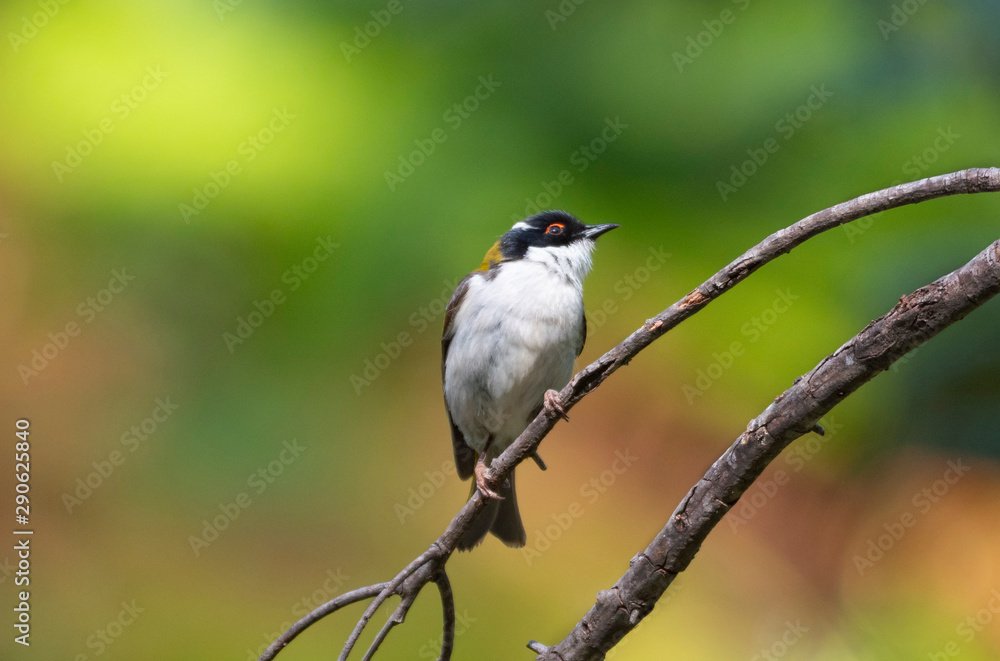 Fototapeta premium White naped Honeyeater perched on branch with copy space