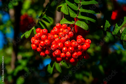 фотографія Rowan tree, Ash-berry tree at autumn