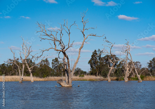 Wallpaper Mural Wetland bird wildlife habitat at Warren New South Wales Australia Torontodigital.ca
