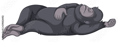 Gorilla sleeping on white background