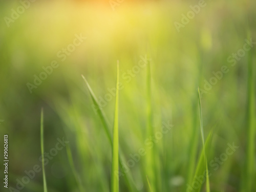 Blurred background of green natural