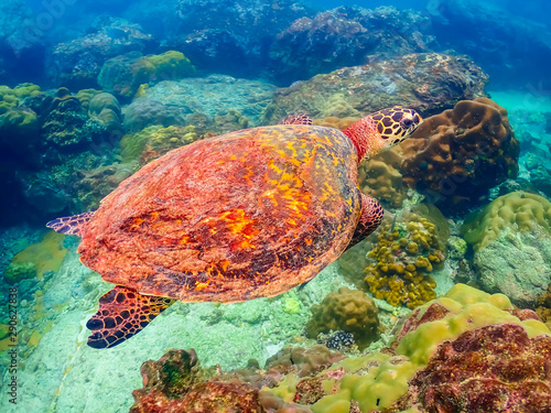 Sea turtles are swimming in the sea full of colorful fish and corals.