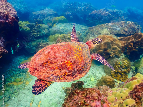 Sea turtles are swimming in the sea full of colorful fish and corals.