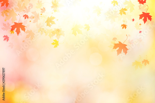 Golden autumn sunset with multi colored tree leaves background with copy space