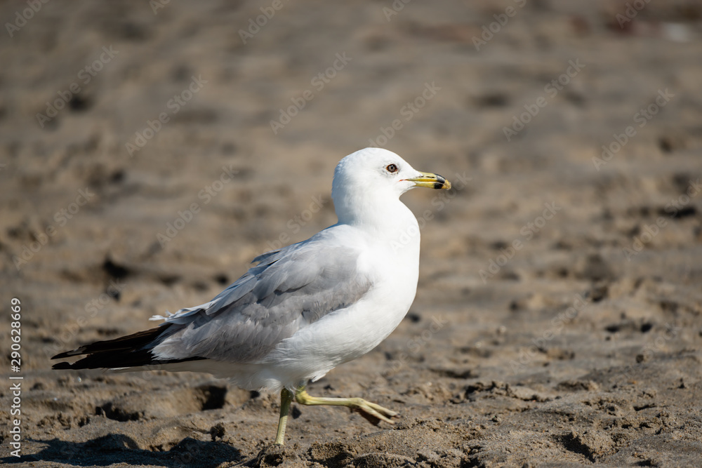 Seagull isolated at the ocean-side Seagull isolated at the ocean-side