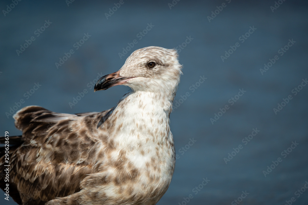 Seagull isolated at the ocean-side Seagull isolated at the ocean-side