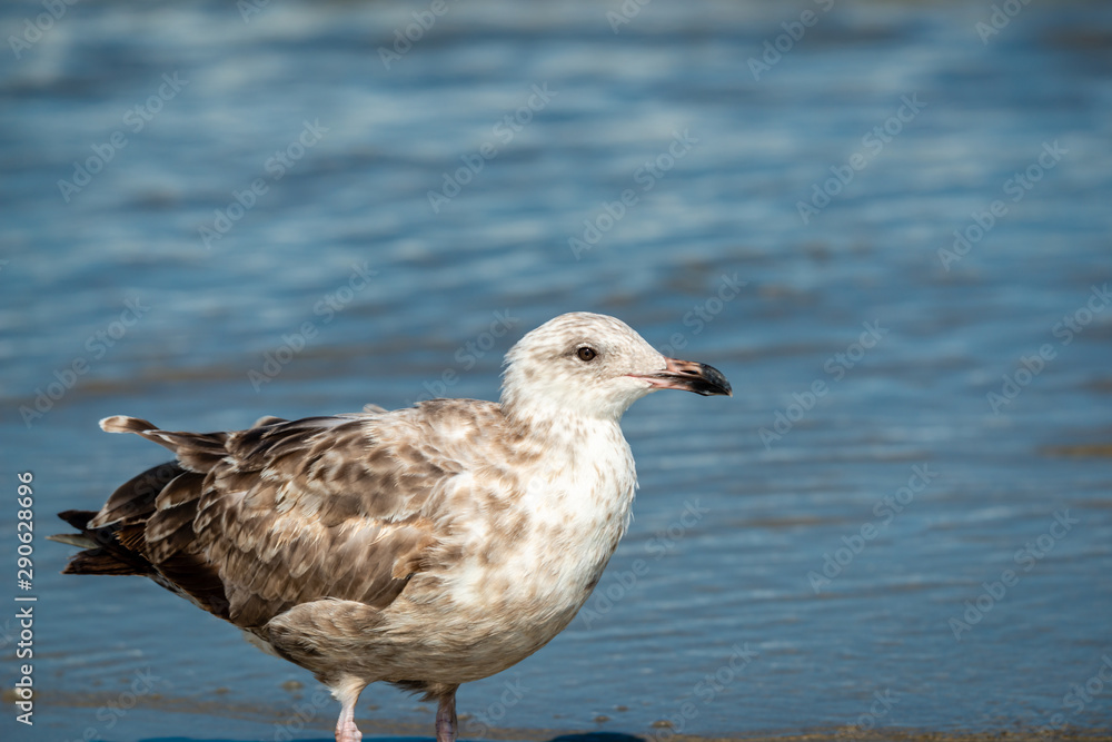 Seagull isolated at the ocean-side Seagull isolated at the ocean-side