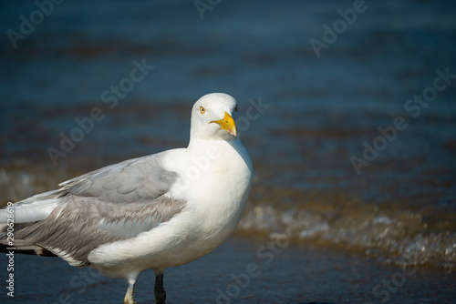Seagull isolated at the ocean-side 