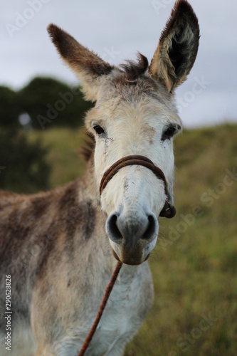 portrait of donkey © Esteban