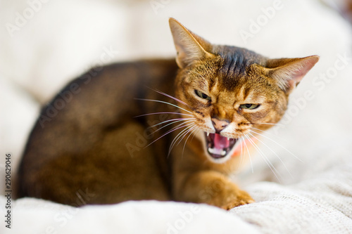 Abyssinian cat squintes, hisses and prepares to attack the enemy photo