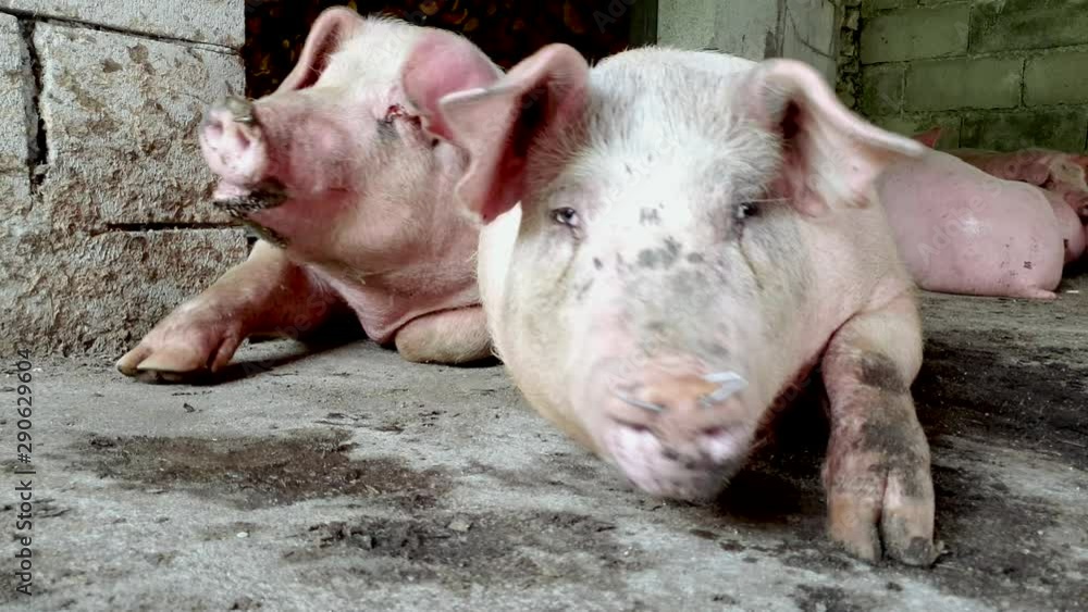 Farms pigs, that are reared in unhealthy conditions. Sick hogs in the slaughterhouse. 4k Farms pigs, that are reared in unhealthy conditions. Sick hogs in the slaughterhouse. 4k