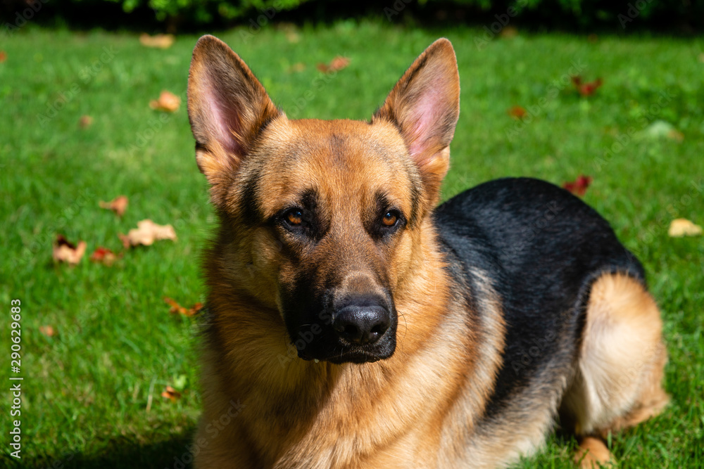 German shepherd dog at the training German shepherd dog at the training
