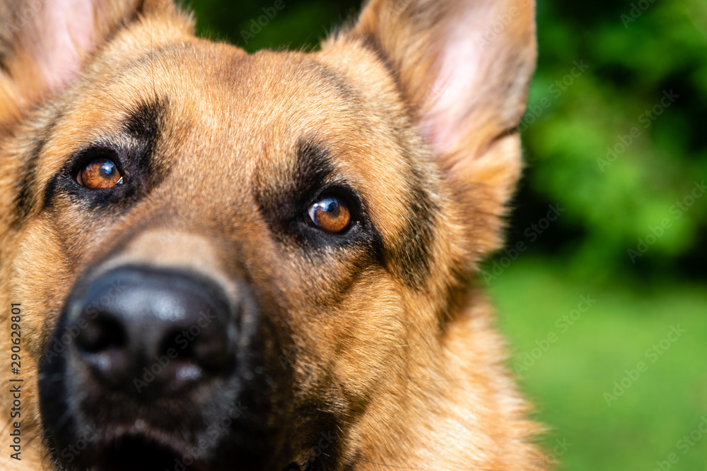 German shepherd dog at the training German shepherd dog at the training
