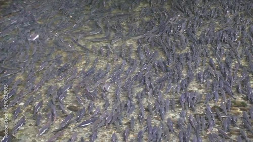 Thousands of salmon spawning in Sitka, Alaska in the Indian River