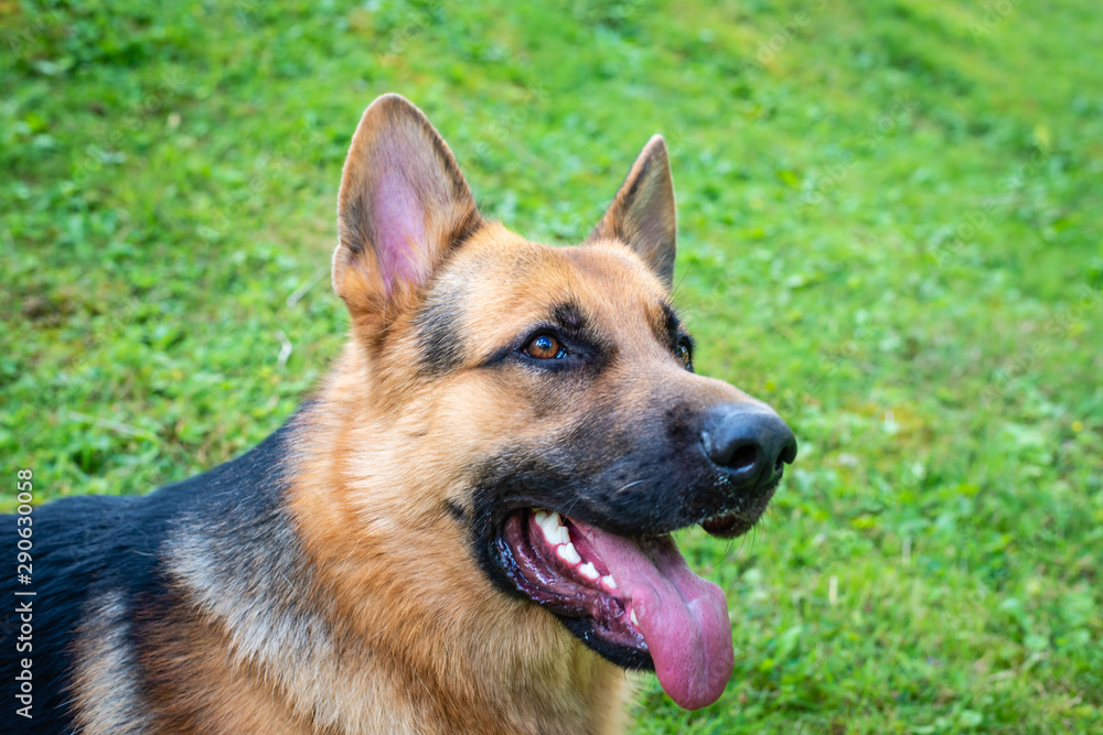 Fototapeta premium German shepherd dog at the training 