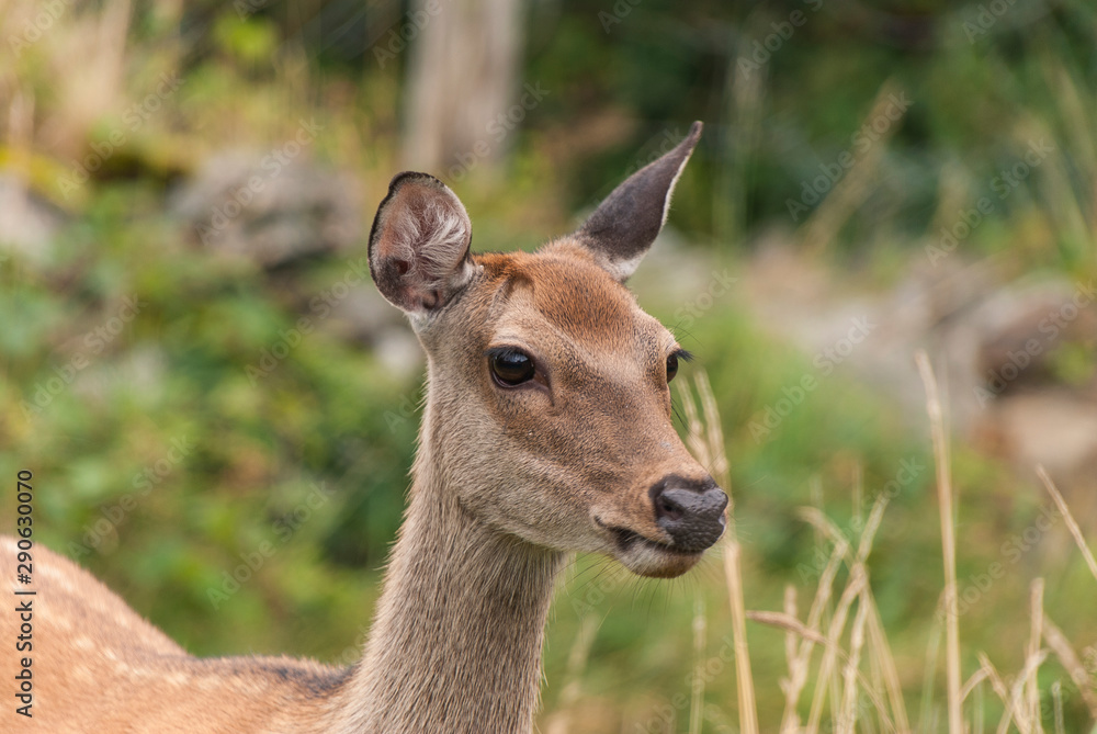 Deer Deer