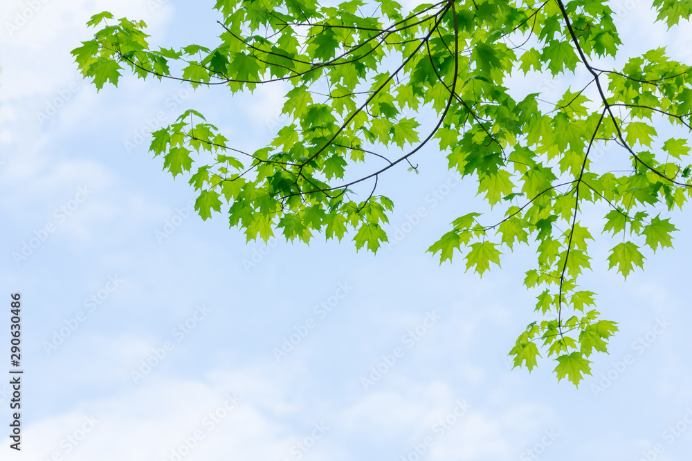 Fototapeta premium Green sugar maple tree leaves with blue sky and white clouds