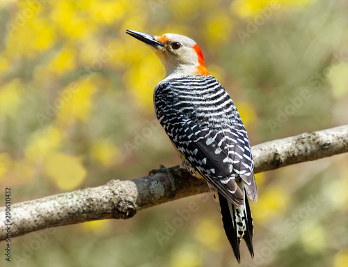 Female red bellied woodpecker bird perched on a branch with yellow flowers in background