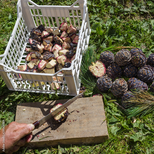 Natural medicine. Cutting of Pinus Cembra pine cones for the preparation of balsamic syrup
