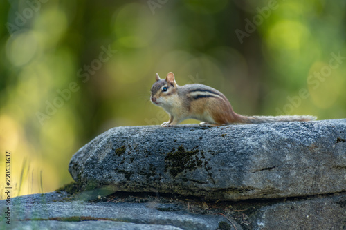 Chipmunk looking for his next meal landscape photo