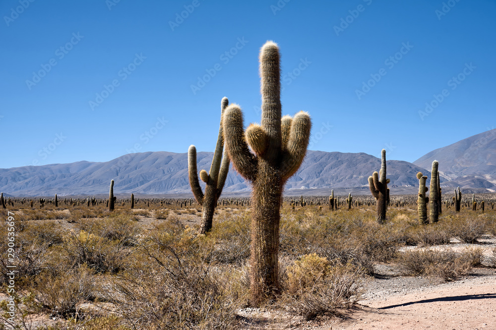 cactus in the desert with blue sky and mountains in the background