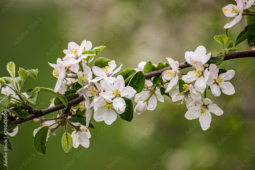 apple blossoms