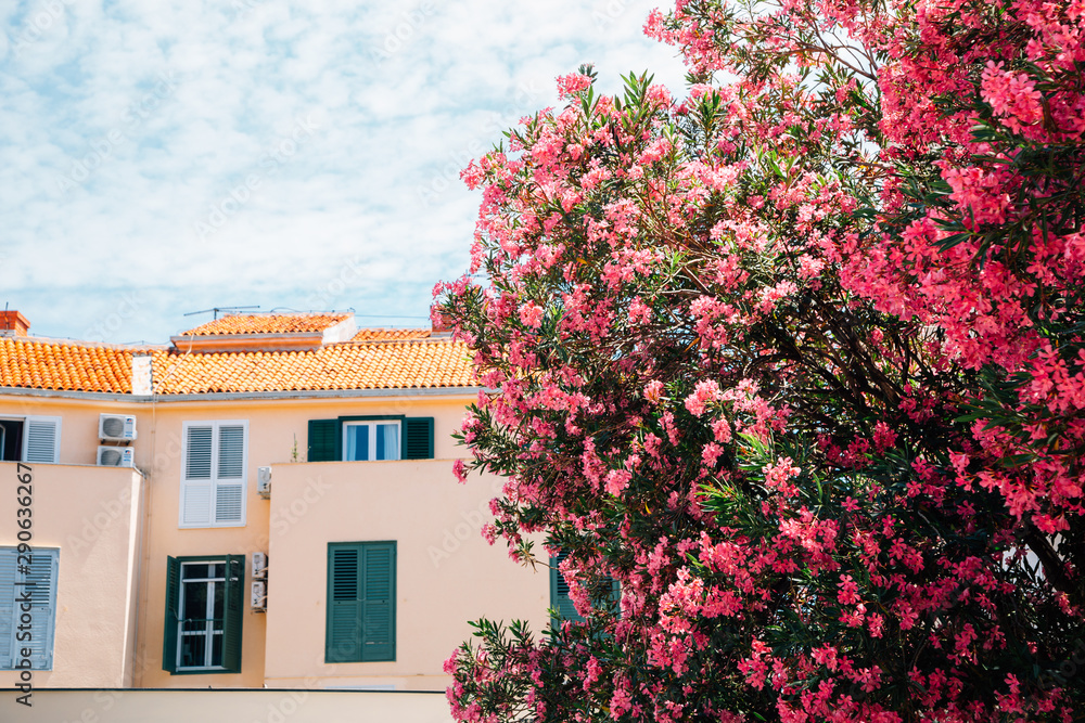 Old building and spring pink flower in Zadar, Croatia