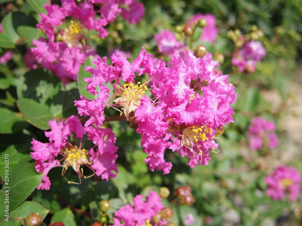 Close up of Crapemyrtle flowers Close up of Crapemyrtle flowers