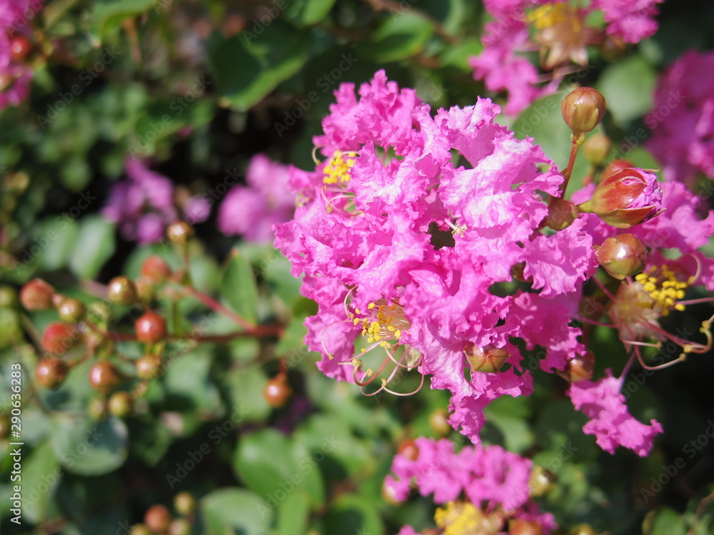 Close up of Crapemyrtle flowers Close up of Crapemyrtle flowers