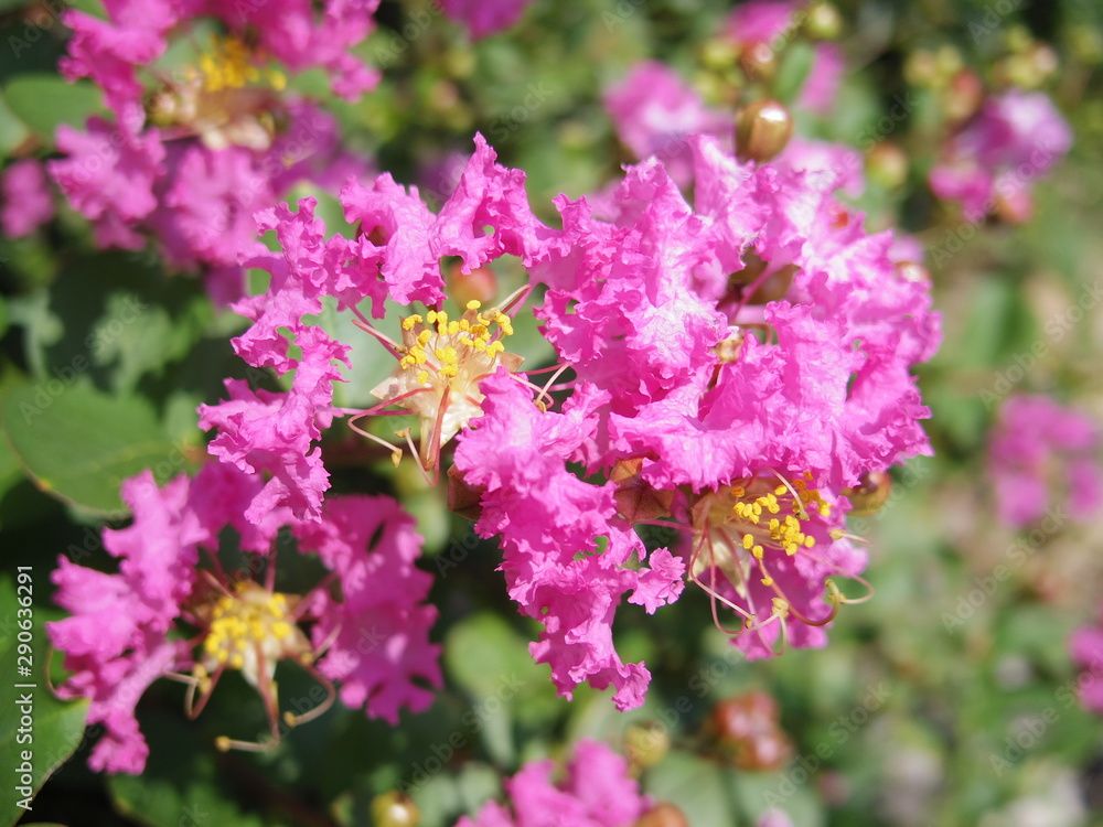 Fototapeta premium Close up of Crapemyrtle flowers