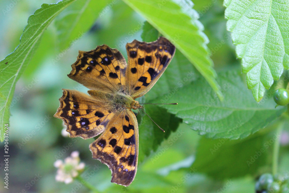 Obraz premium ランタナの実にとまるキタテハ