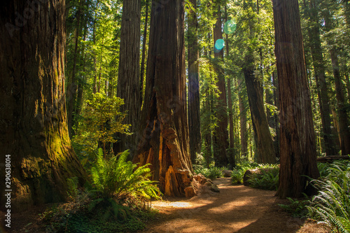 Obraz na płótnie Las w Parku Narodowym Redwood