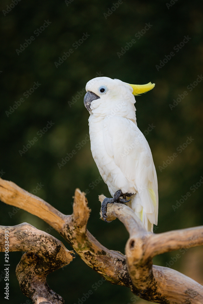 Fototapeta premium White parrot