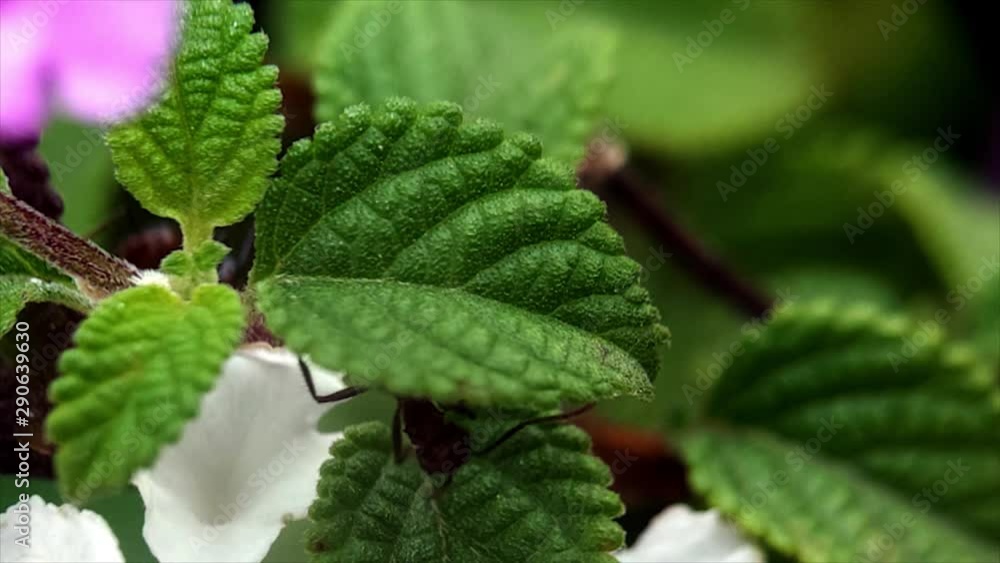 A macro shot of two ants interacting with each other surrounded by green leaves, white and purple flowers. The macro shot was made possible with a 15X macro lens. A macro shot of two ants interacting with each other surrounded by green leaves, white and purple flowers. The macro shot was made possible with a 15X macro lens.