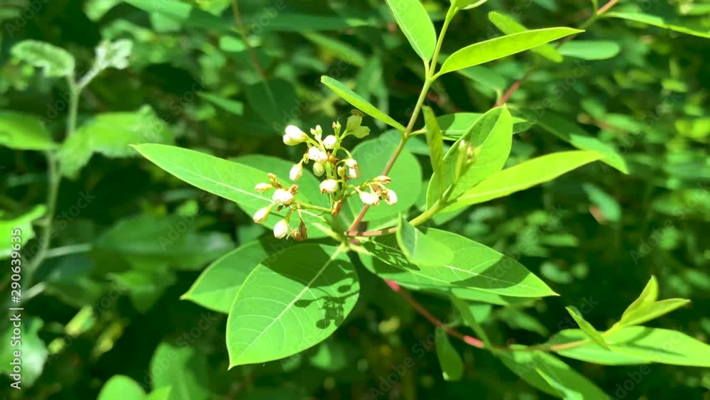 bee collects pollen and honey from white flowers and green leaves and flies away. close-up bee collects pollen and honey from white flowers and green leaves and flies away. close-up