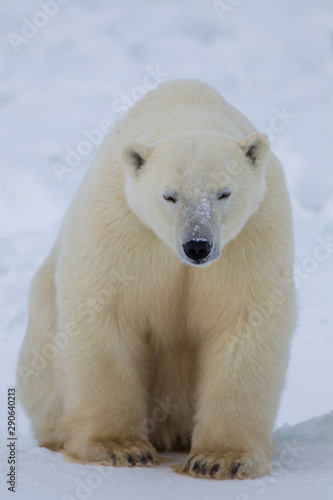 Polar Bear taken north of Churchhill Manatoba, Canada © Stan
