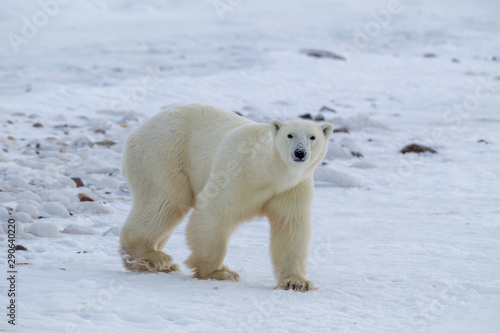 Polar Bear taken north of Churchhill Manatoba, Canada