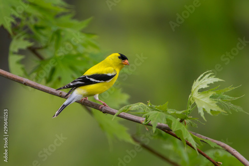 American Goldfinch adult male taken in southern MN © Stan