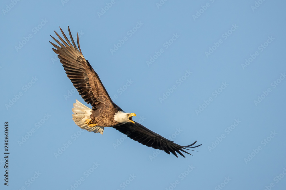 Naklejka premium Bald Eagle in flight taken in central MN in the wild